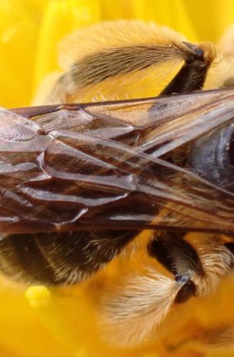 Réf. 299 607 : Andrena sp.
